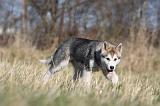 ALASKAN MALAMUTE 857